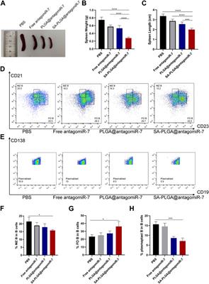 Delivery of AntagomiR-7 through polymer nanoparticles for assisting B Cell to alleviate systemic lupus erythematosus